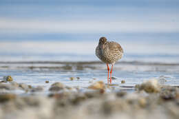 Image of Common Redshank