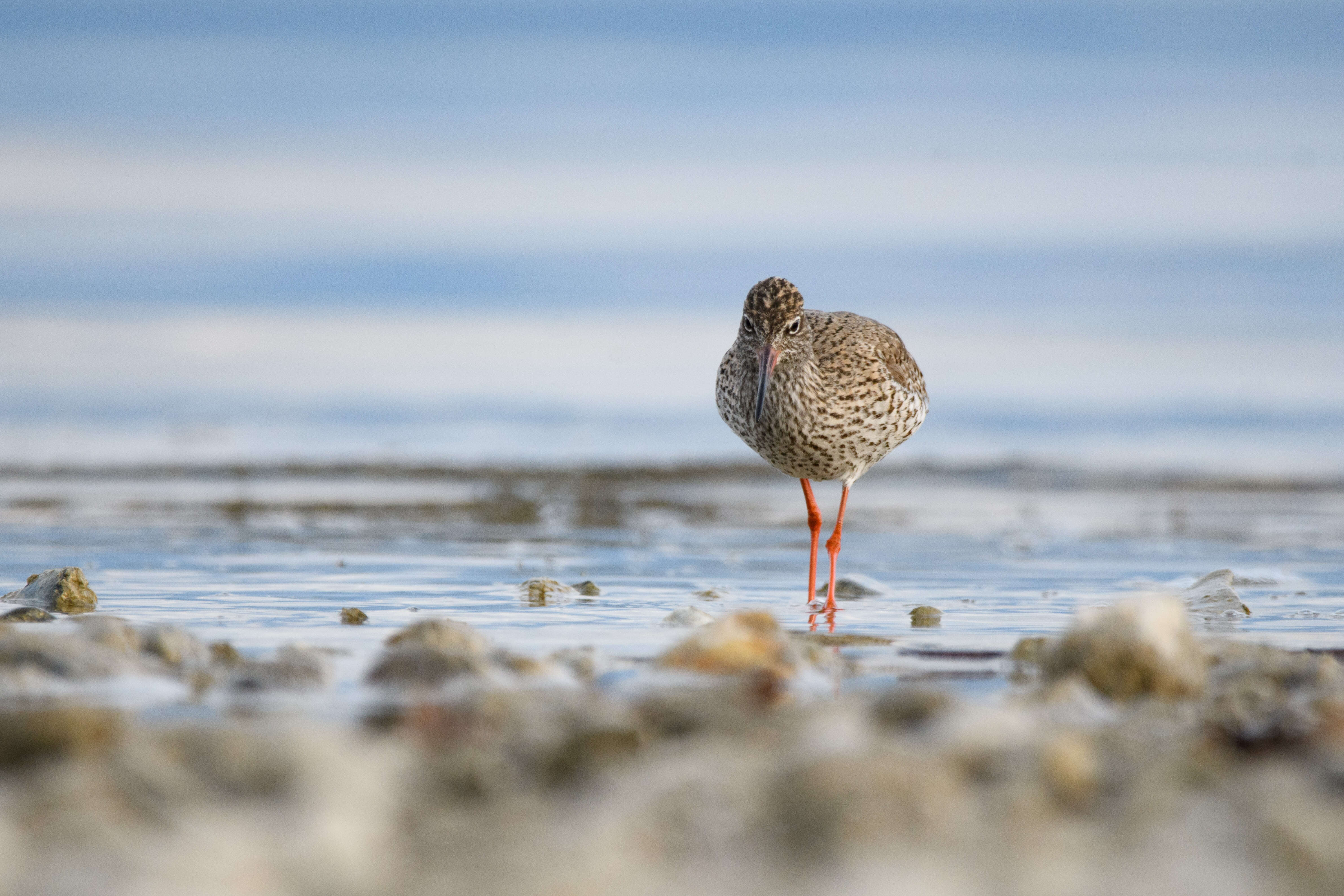 Image of Common Redshank