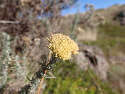 Plancia ëd Cassinia monticola Orchard