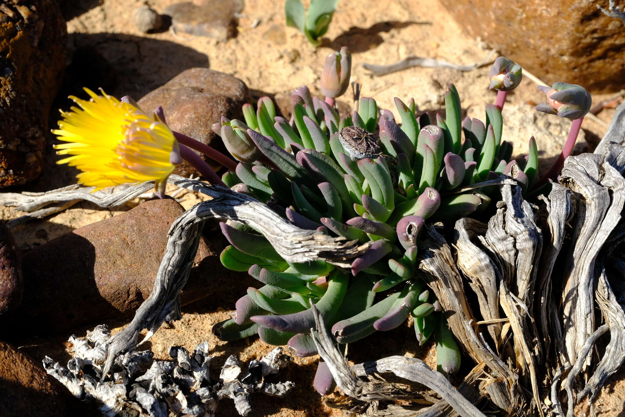 Image of Cheiridopsis delphinoides S. A. Hammer