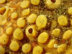 Image of boring sponge