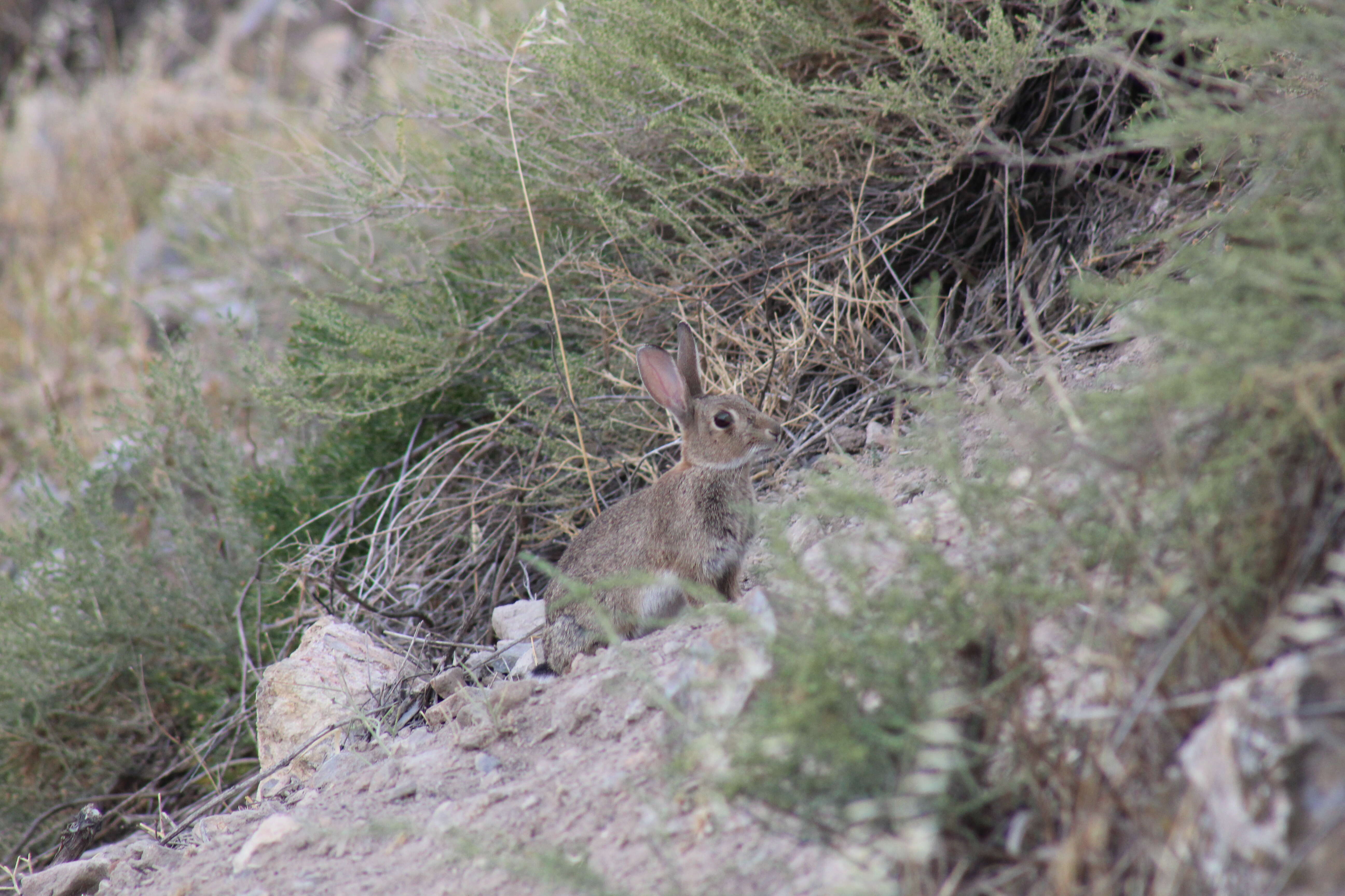 Image of Oryctolagus Lilljeborg 1873