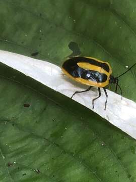 صورة Arocera aequinoxialis (Westwood 1837)