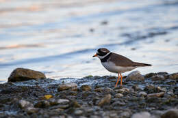 Image of ringed plover, common ringed plover