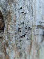 Image of mycocalicium lichen