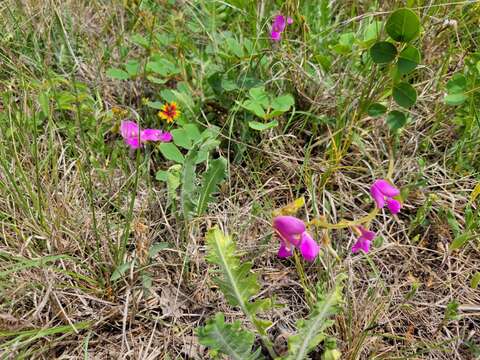 Image of Edwards Plateau hoarypea