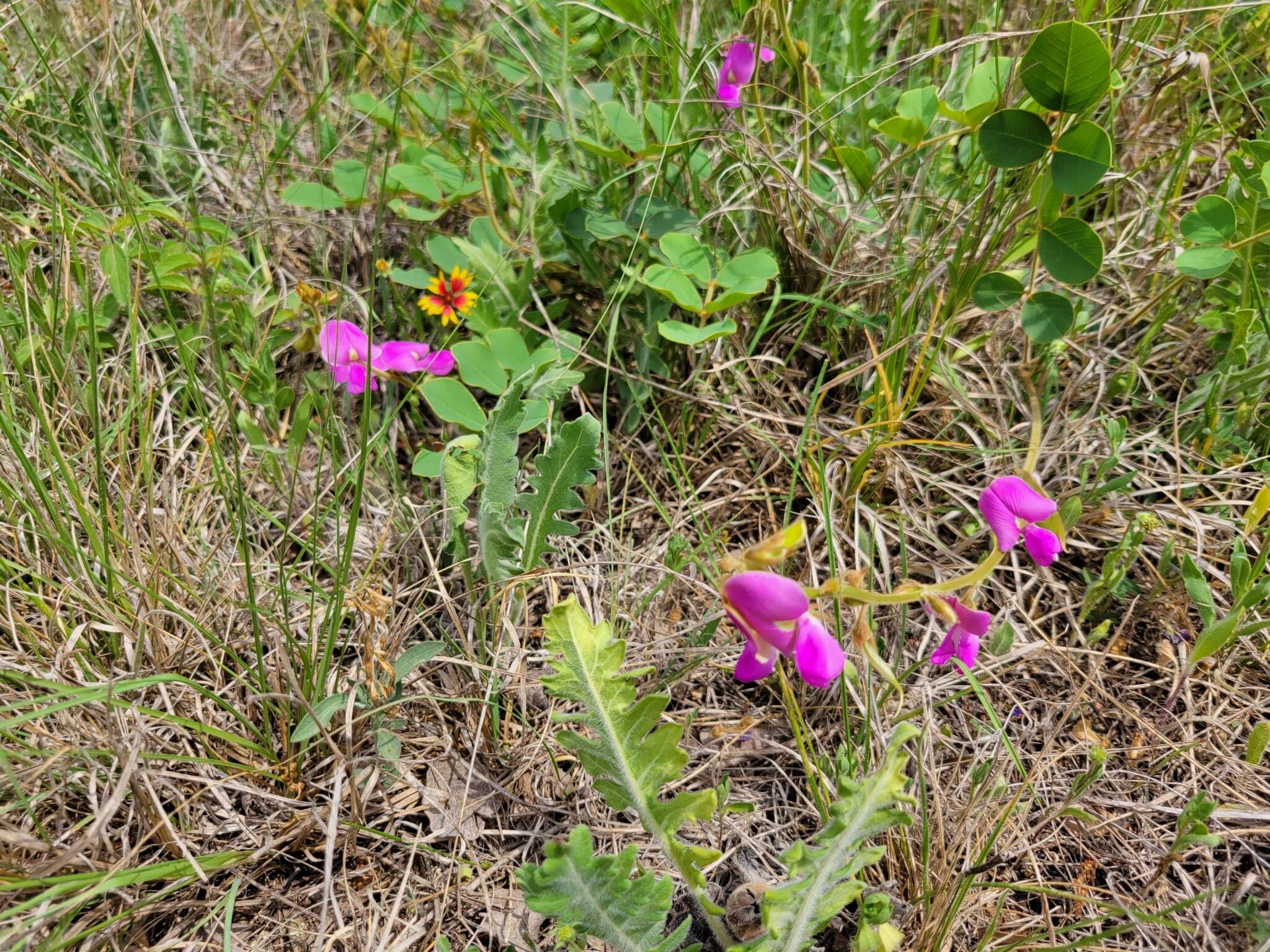 Image of Edwards Plateau hoarypea