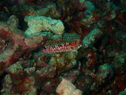 Image of Moyer&#39;s dragonet