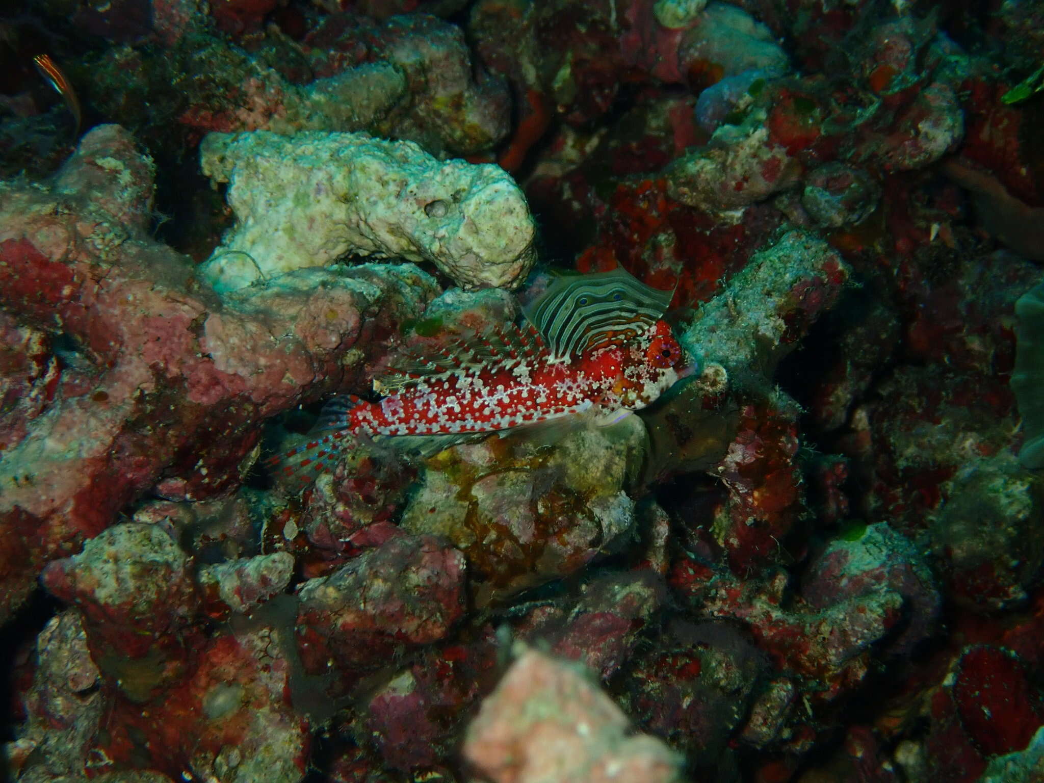 Image of Moyer&#39;s dragonet