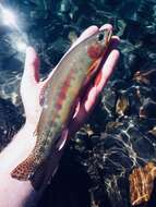 Image of Golden trout