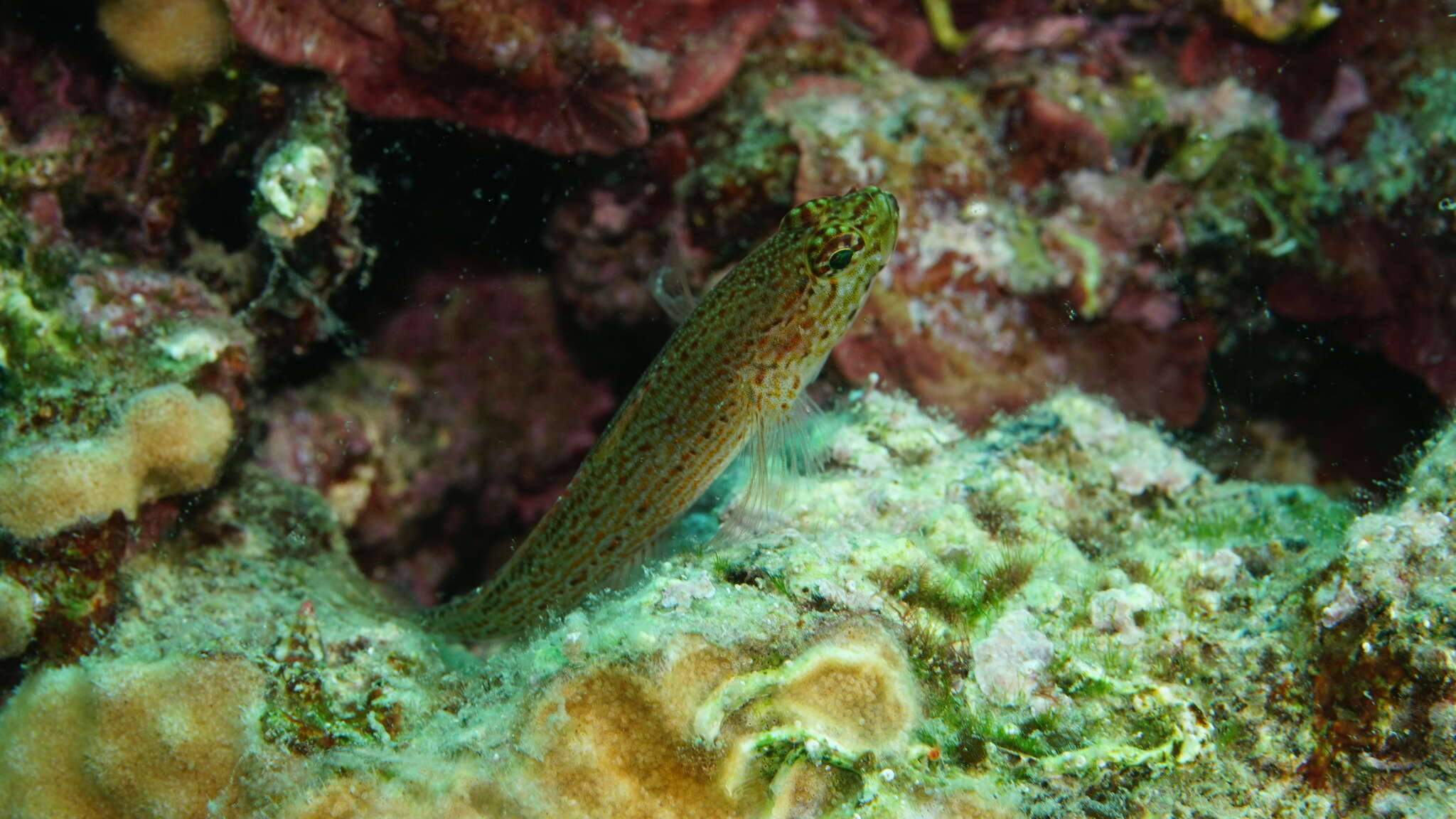 Image of Golden Goby