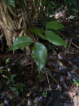 Image of Prioria copaifera Griseb.