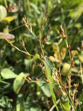 Image of brownfruit rush