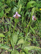 Image of Ophrys fuciflora subsp. candica E. Nelson ex Soó