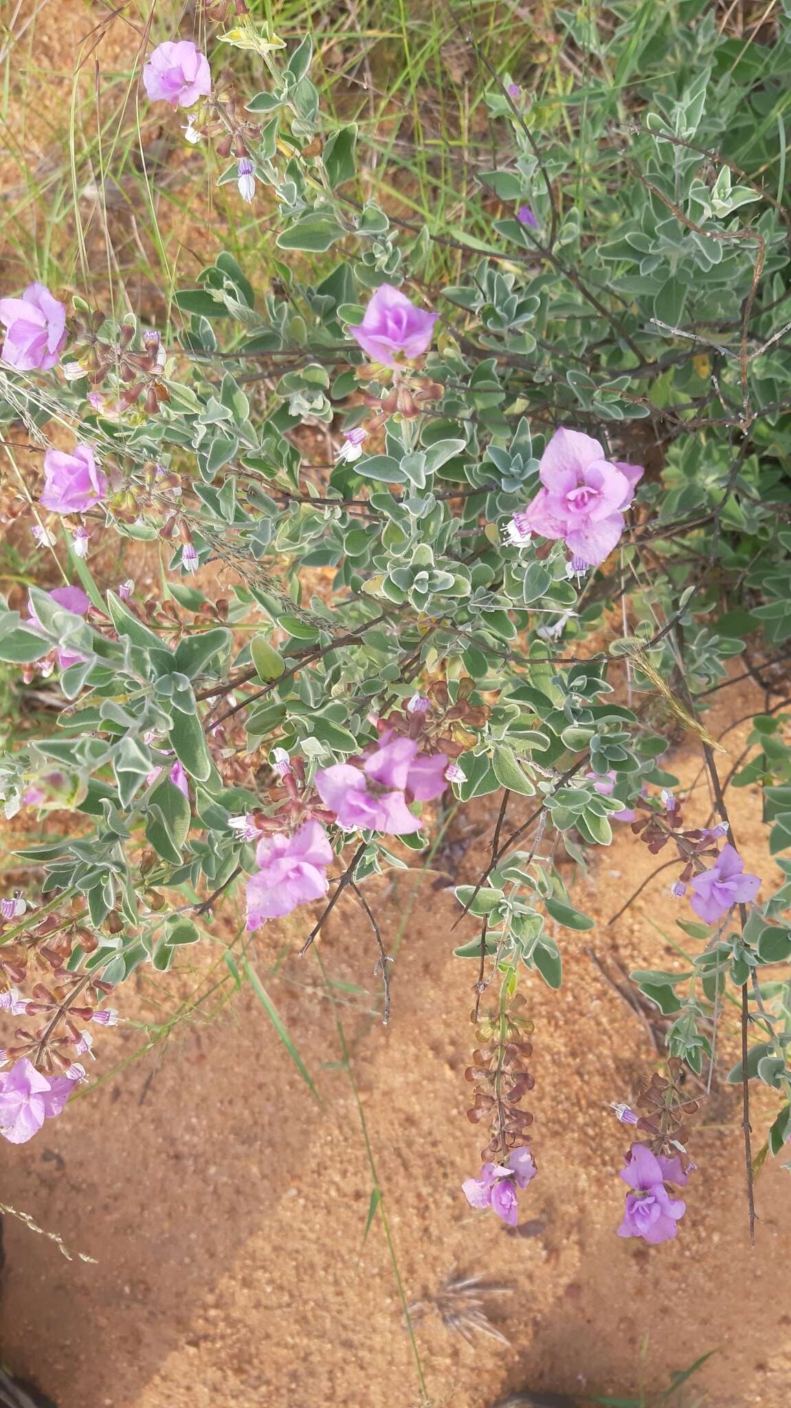 Image of Syncolostemon elliottii (Baker) D. F. Otieno