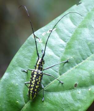 Слика од Taeniotes cayennensis Thomson 1859