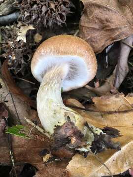 Plancia ëd Armillaria gallica Marxm. & Romagn. 1987