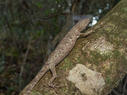 Image of Brazilian Bush Anole