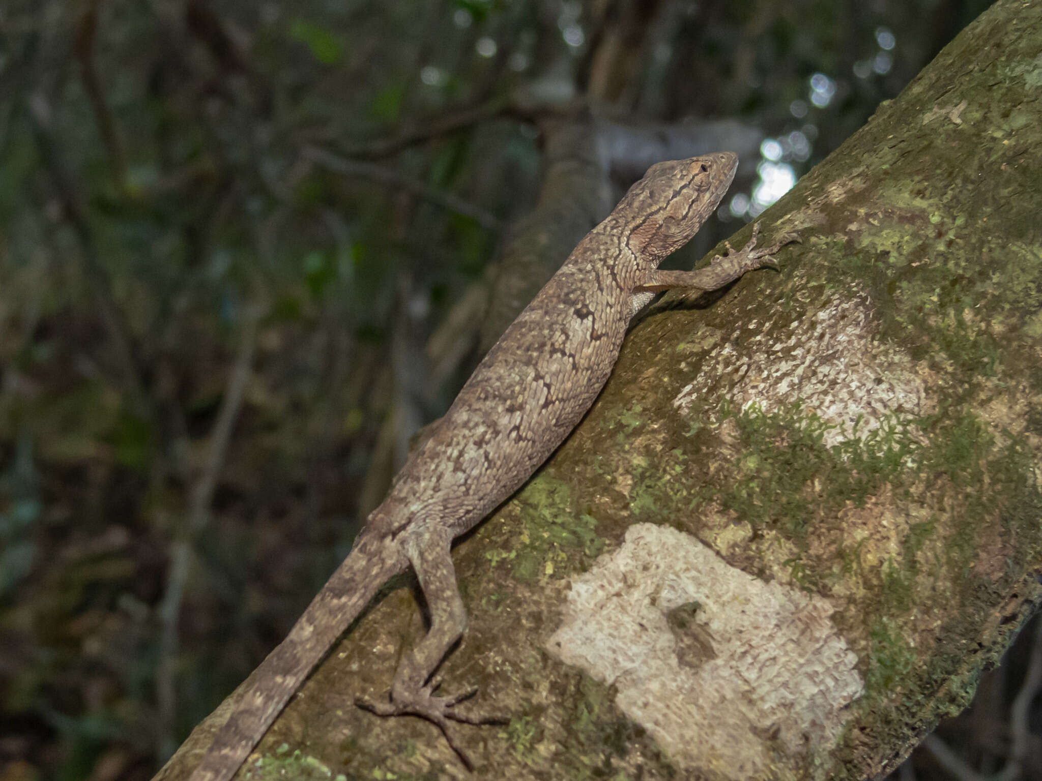 Слика од Polychrus acutirostris Spix 1825