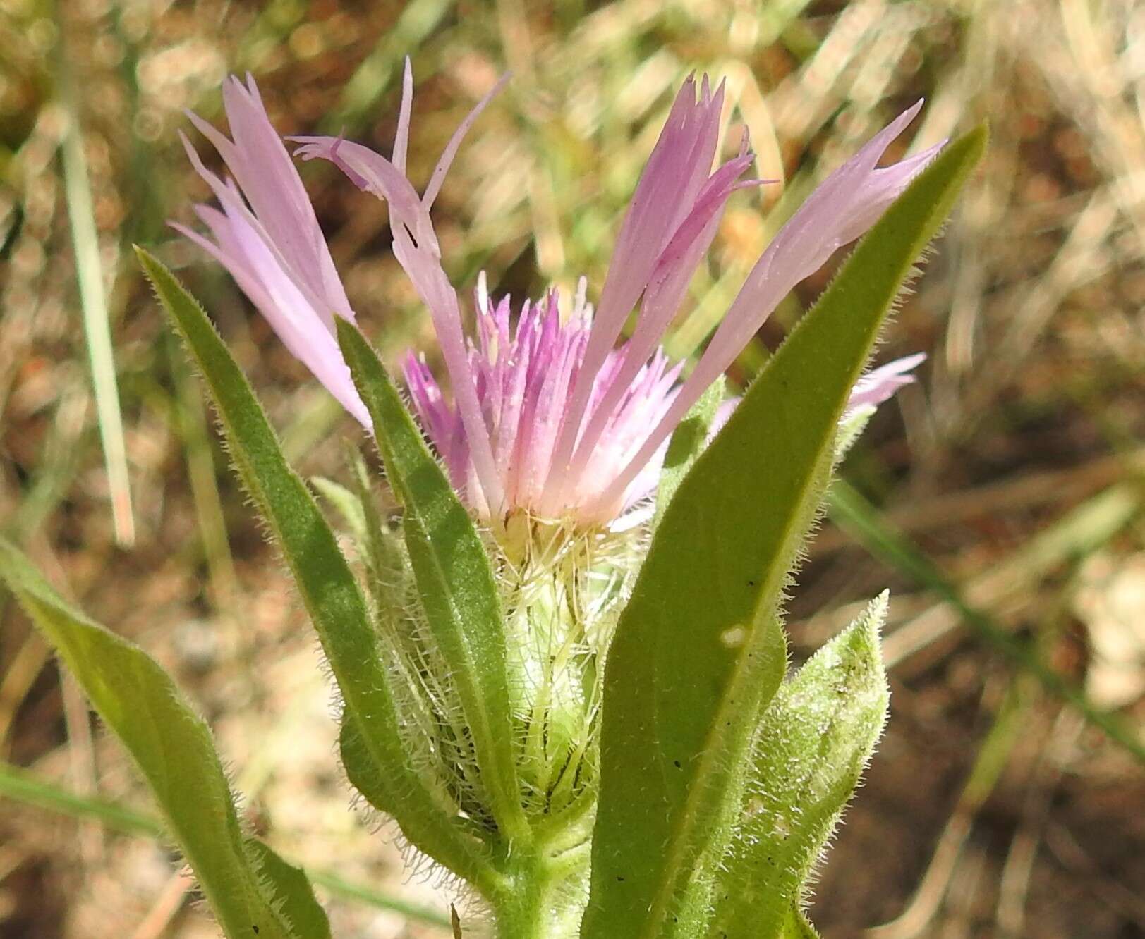 Image de Centaurea pullata L.