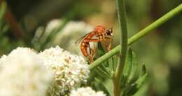 Image de Saropogon luteus Coquillett 1904