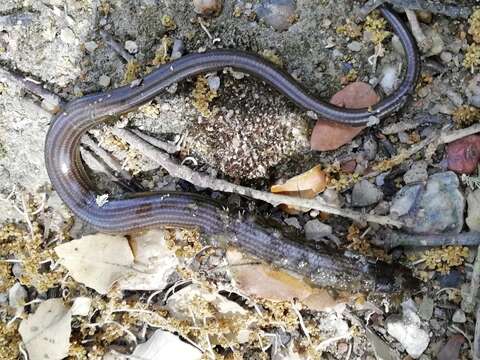 Image of Western Three-toed Skink