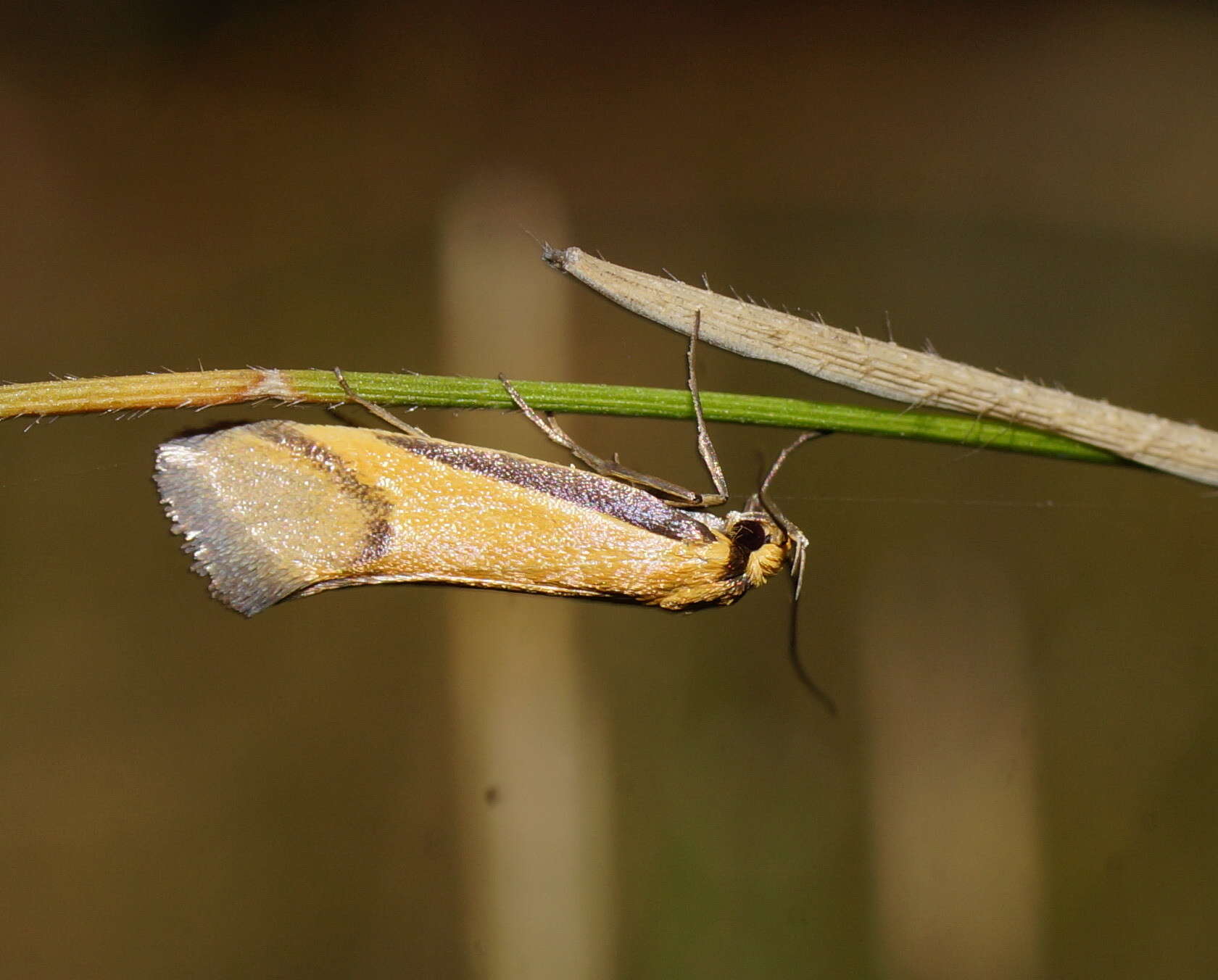 Image of Philobota ancylotoxa Meyrick 1884