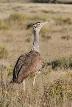 Image of Kori Bustard