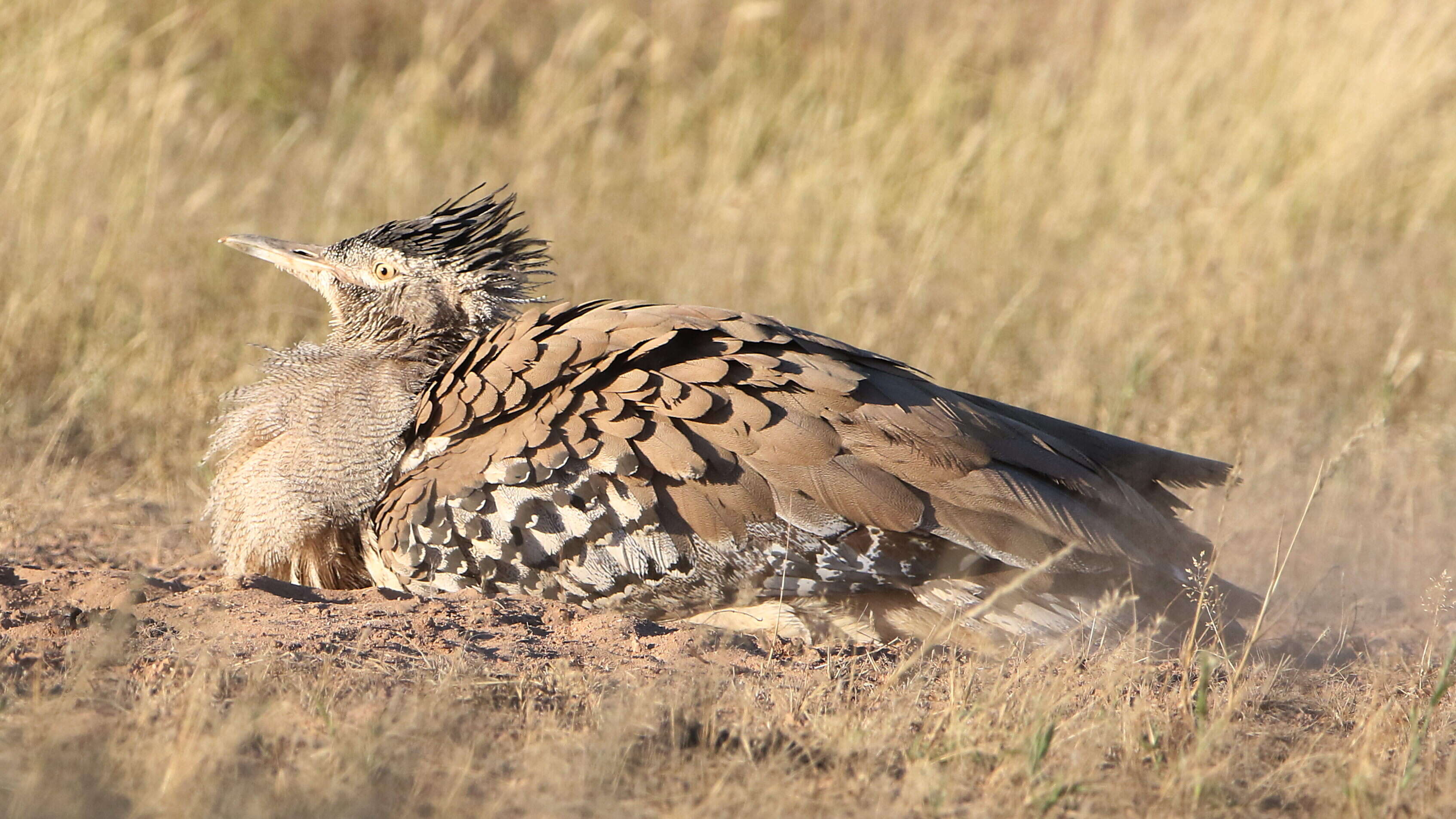 Image of Kori Bustard