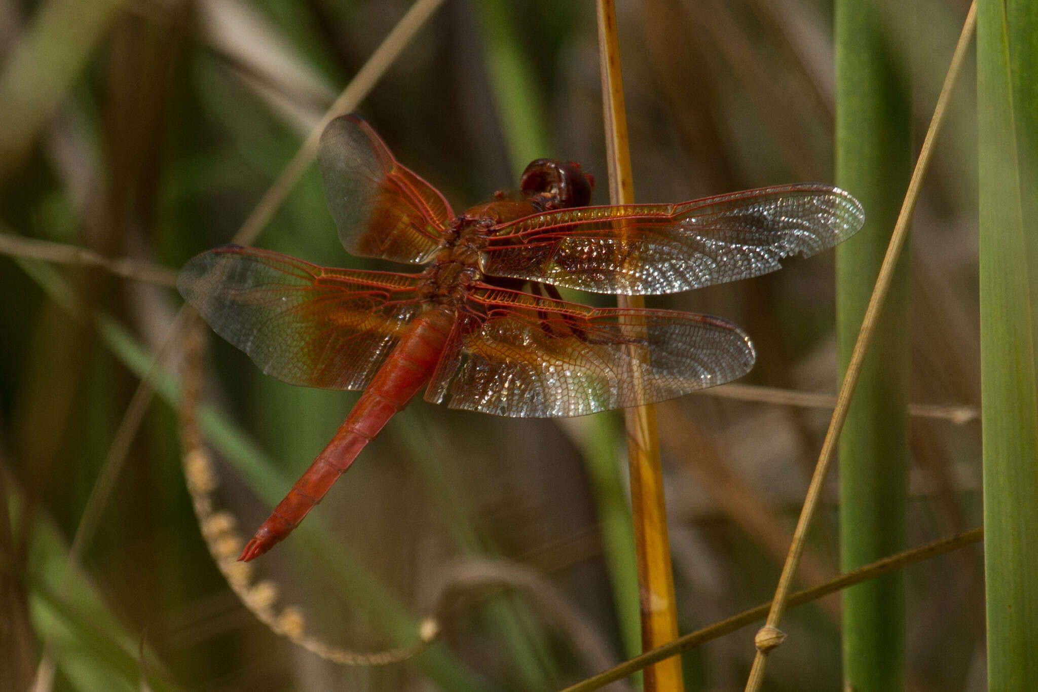 Image of Flame Skimmer