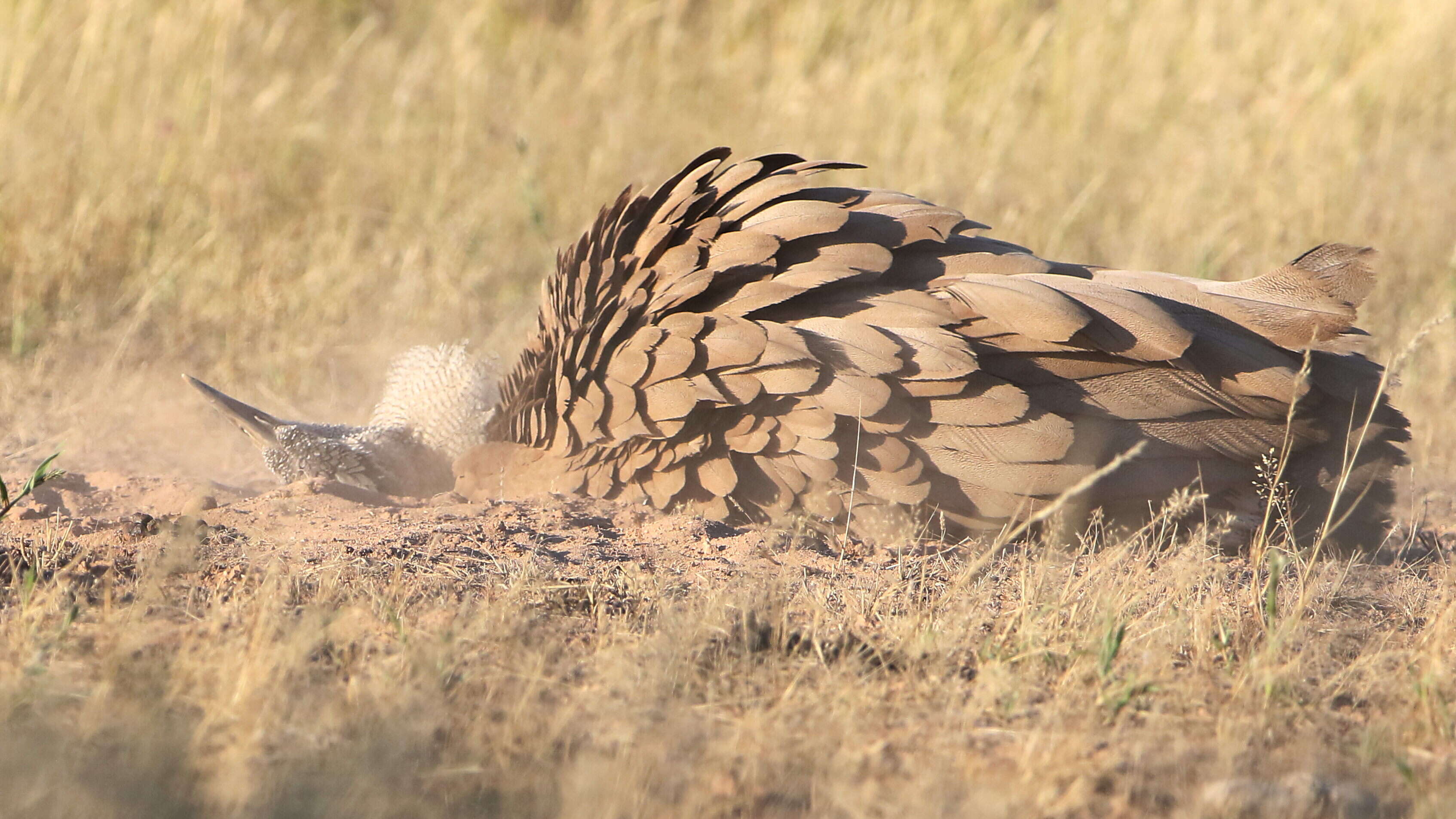 Image of Kori Bustard