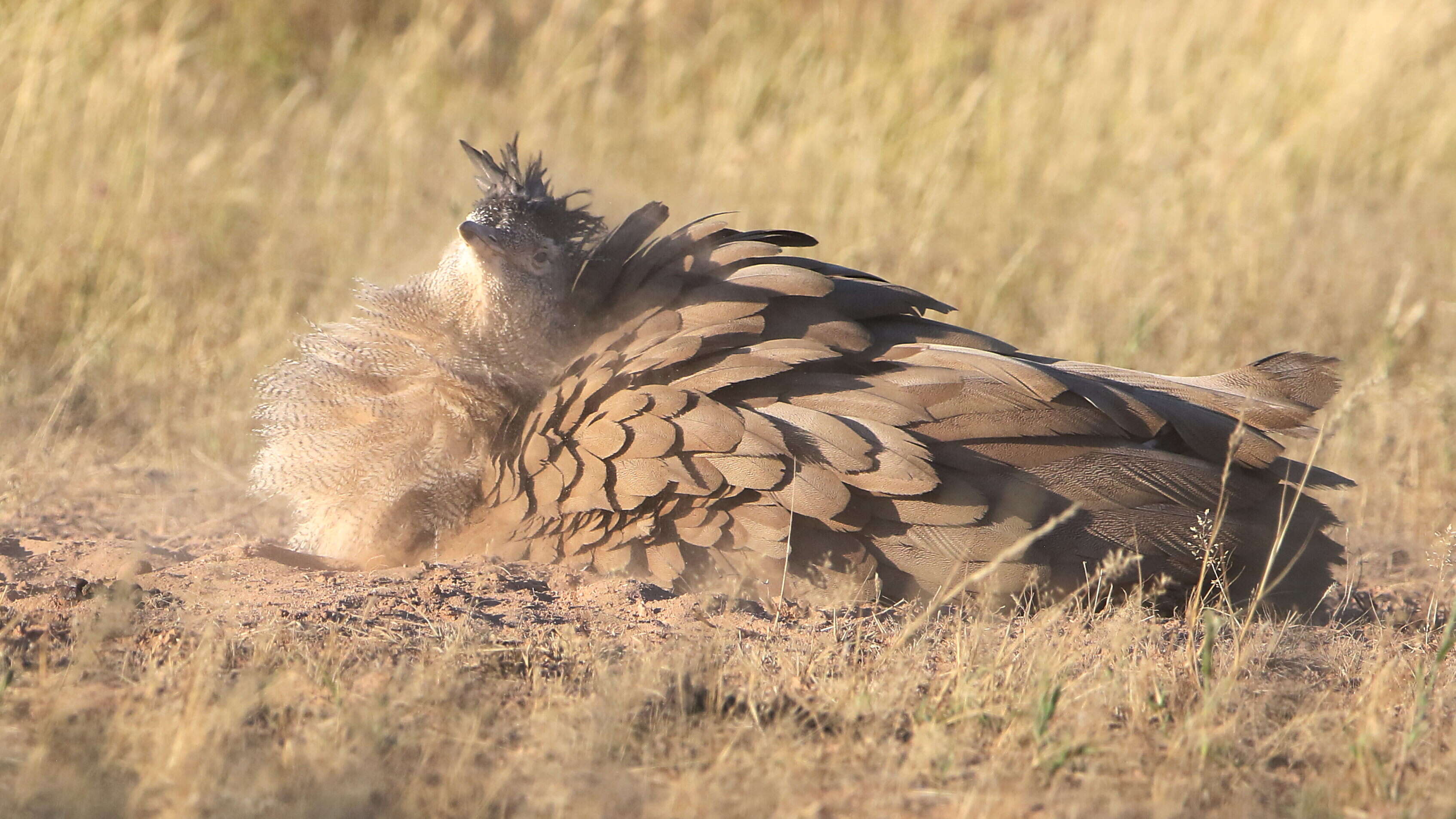 Image of Kori Bustard