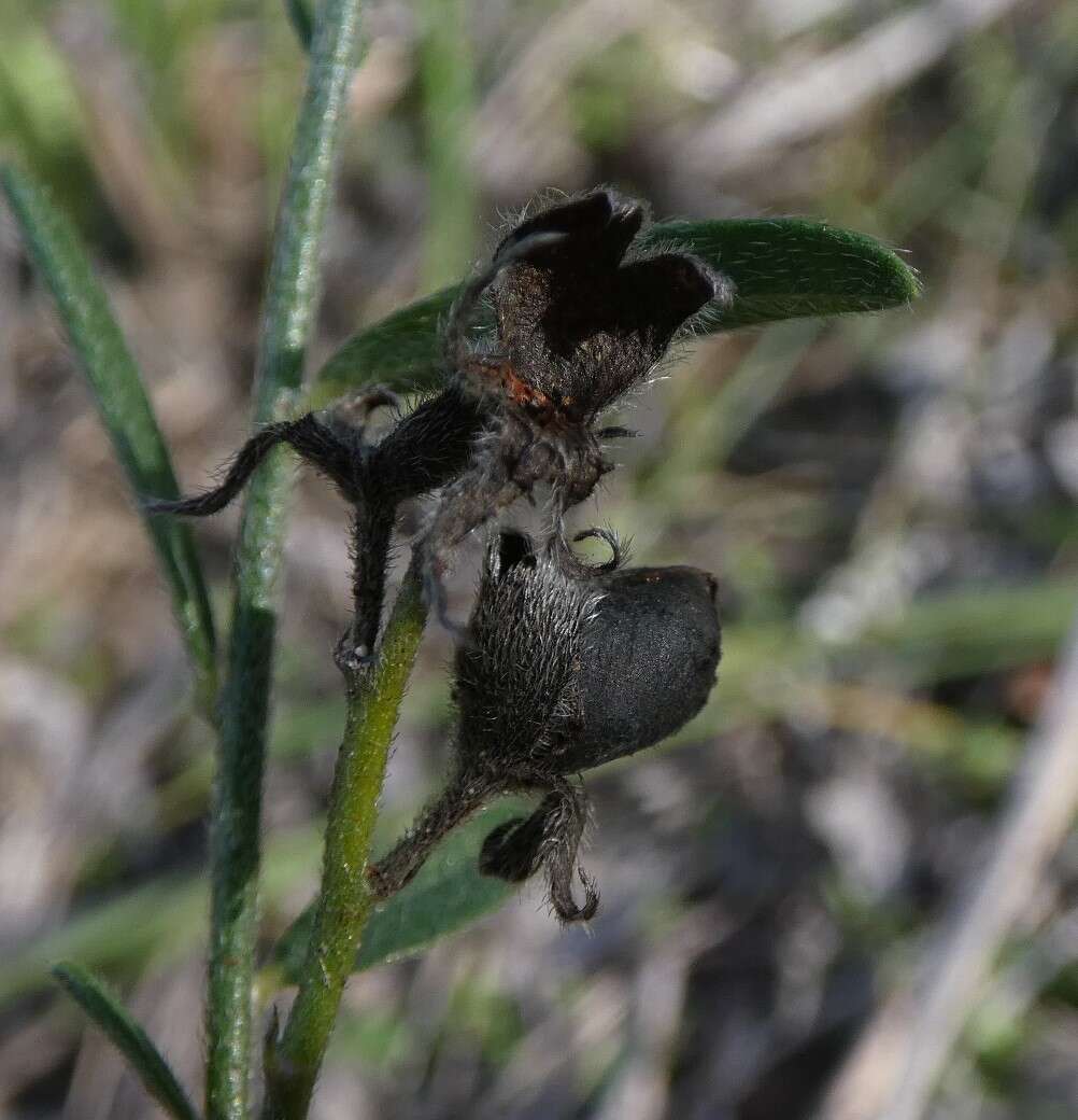 Слика од Crotalaria brevis Domin