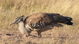 Image of Kori Bustard