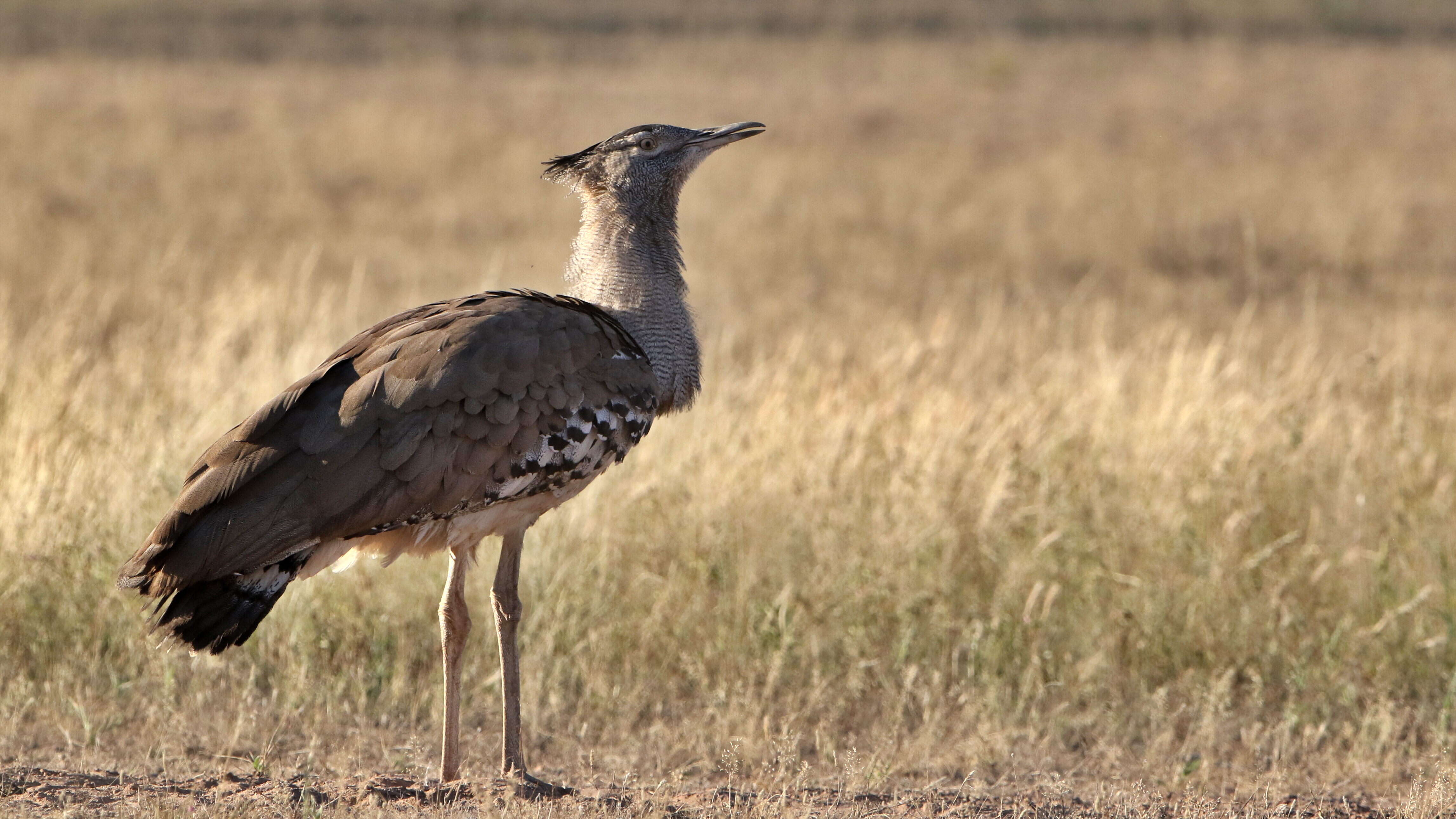 Image of Kori Bustard