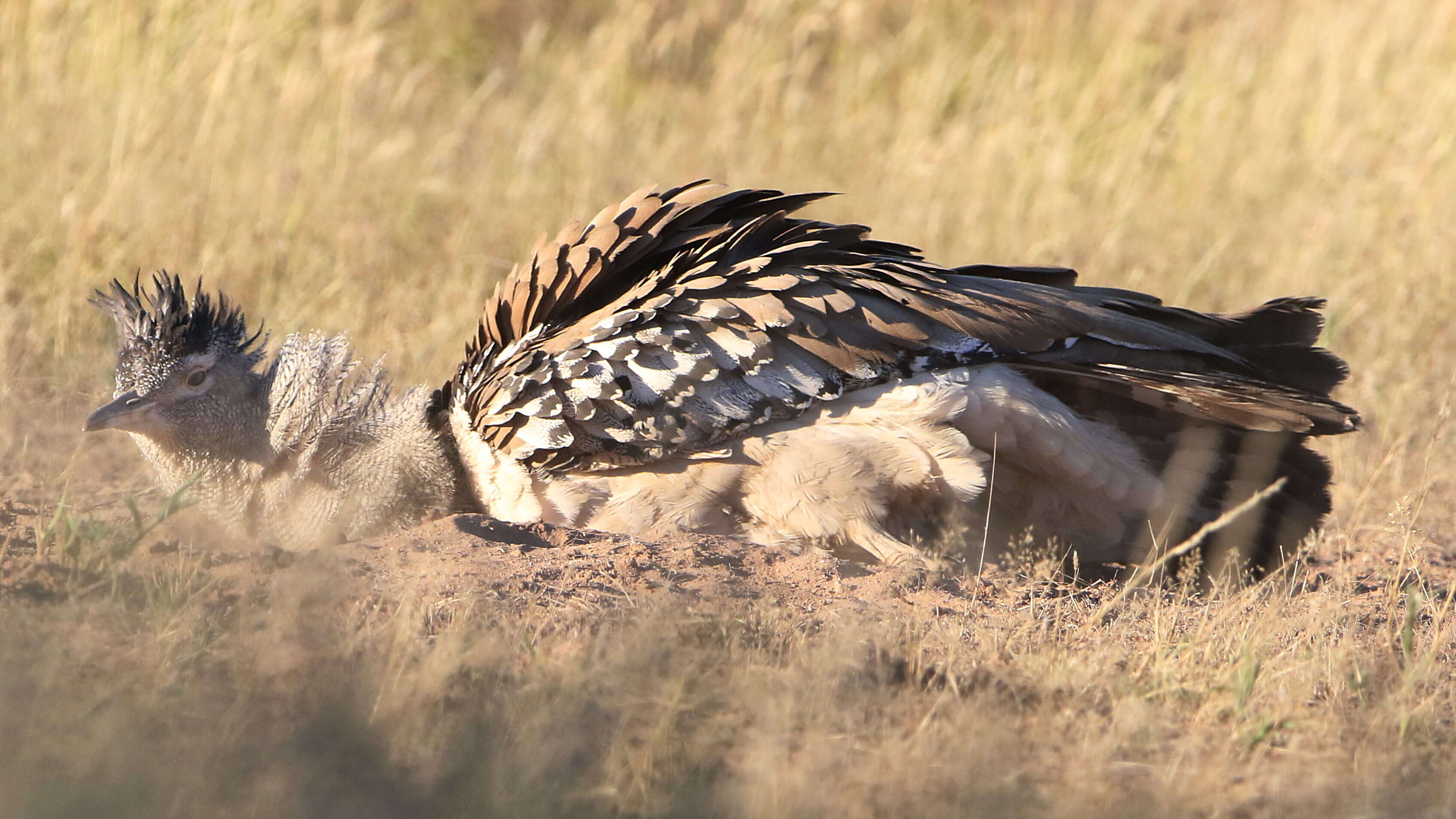 Image of Kori Bustard