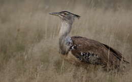 Image of Kori Bustard