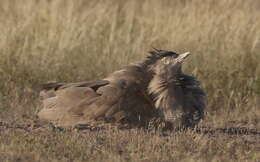 Image of Kori Bustard