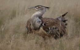 Image of Kori Bustard