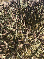 Image of branched pencil cholla