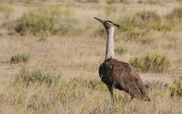 Image of Kori Bustard