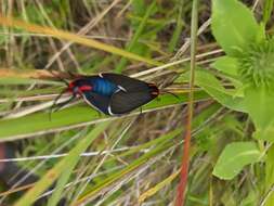 Image of Ctenucha multifaria Walker 1854