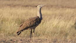 Image of Kori Bustard