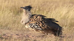 Image of Kori Bustard