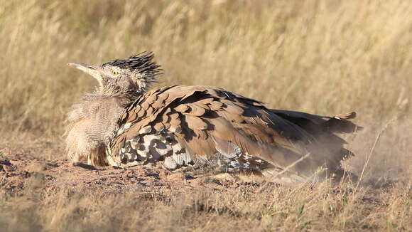 Image of Kori Bustard