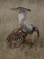 Image of Kori Bustard