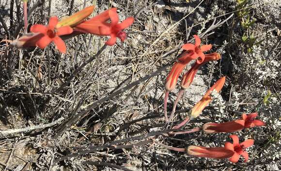 Imagem de Tylecodon grandiflorus (Burm. fil.) H. Tölken