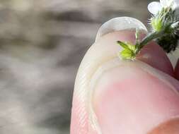 Image of Cryptantha kinkiensis Rebman & M. G. Simpson