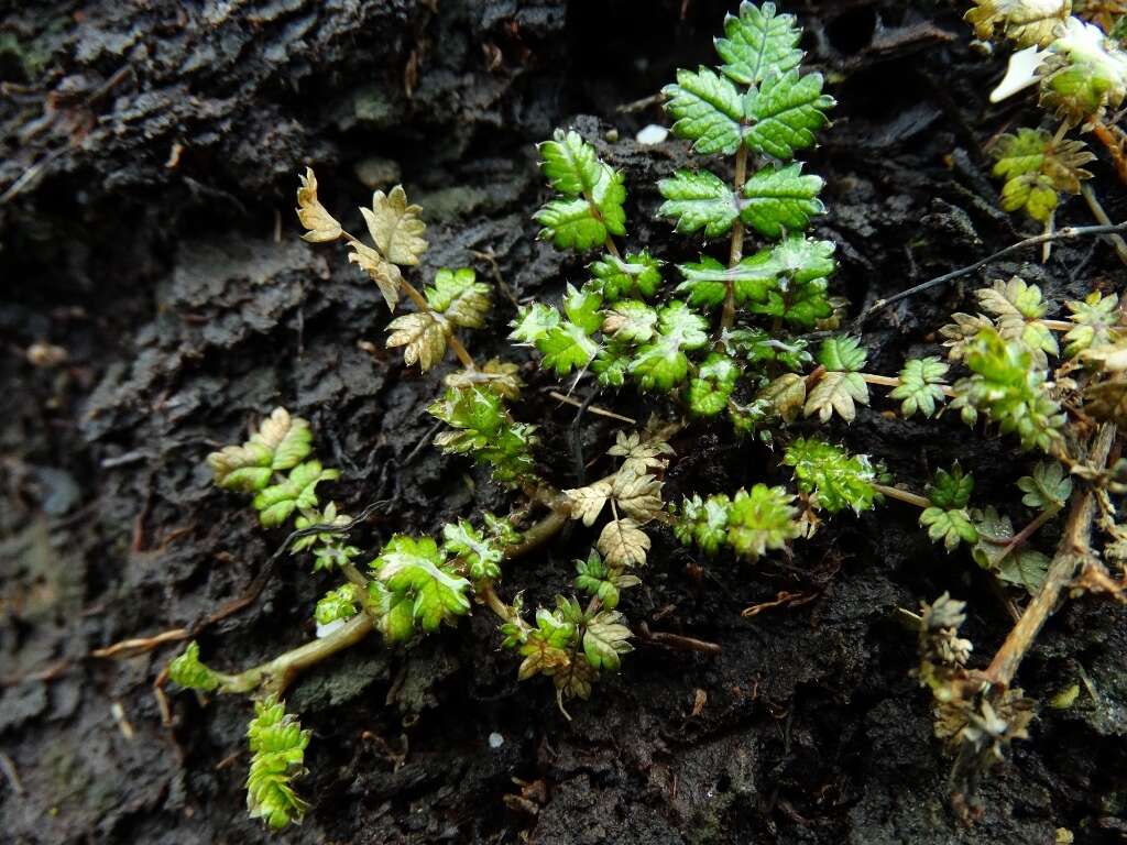 Image of Acaena microphylla subsp. obscurascens Bitter