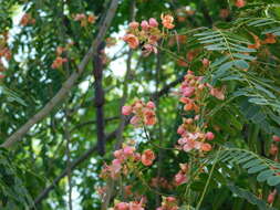 Cassia roxburghii DC. resmi